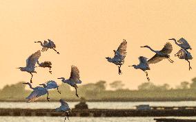 Egrets Fly at Sunset