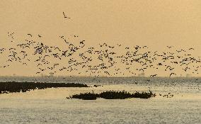 Egrets Fly at Sunset