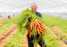 Harvested Carrot in Laixi