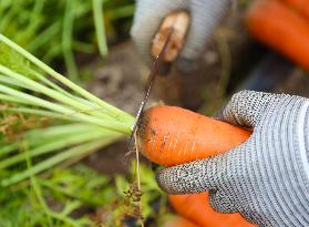 Harvested Carrot in Laixi