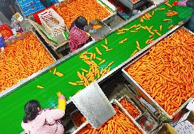 Harvested Carrot in Laixi