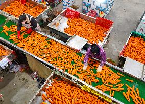 Harvested Carrot in Laixi