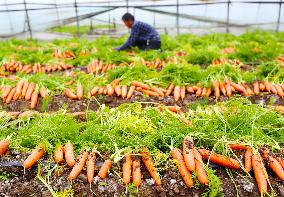 Harvested Carrot in Laixi