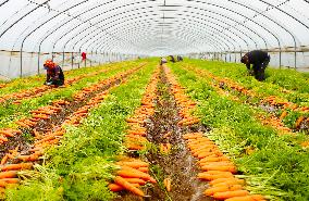 Harvested Carrot in Laixi