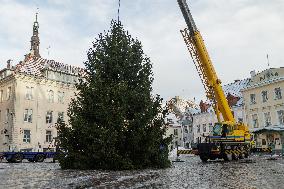 Tallinn Christmas tree