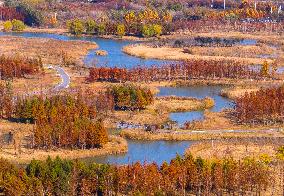 Chengzi Lake Wetland in Suqian