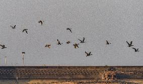 Egrets Fly at Sunset