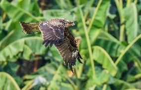 Black-eared Kite