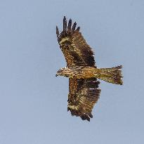 Black-eared Kite