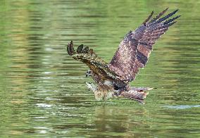 Black-eared Kite