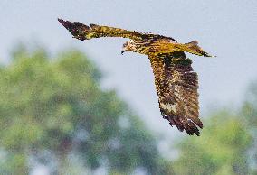 Black-eared Kite