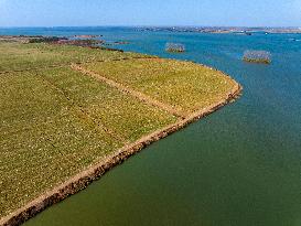 Chengzi Lake Wetland in Suqian