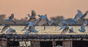 Egrets Fly at Sunset