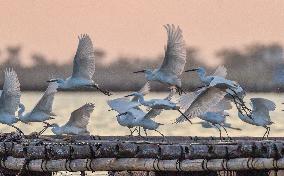 Egrets Fly at Sunset