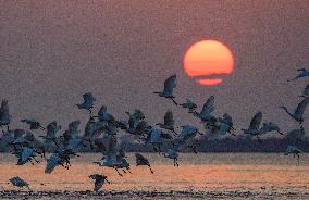 Egrets Fly at Sunset