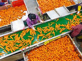Harvested Carrot in Laixi