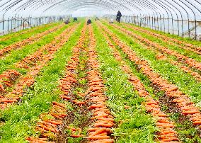 Harvested Carrot in Laixi