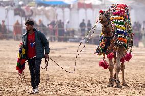 Closing Ceremony Of Annual Camel Fair In Pushkar - India