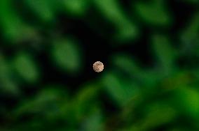 Beaver Moon - November’s Full Moon