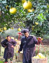 Pomelos Harvest in Chongqing
