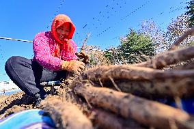 Yam Harvest in Qingzhou