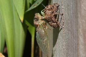 Dog-day Cicada Emerging From Its Exoskeleton