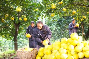 Pomelos Harvest in Chongqing