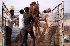 Pushkar Camel Fair - Rajasthan