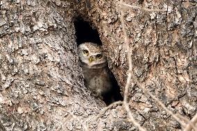 An Owl Looks Out From Its Nest In A Tree - India