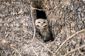An Owl Looks Out From Its Nest In A Tree - India