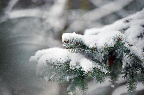 Snowfall in Lviv