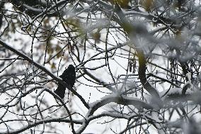 Snowfall in Lviv