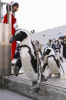 Penguins in aquarium Christmas event