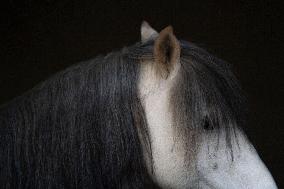 Iran-Caspian Miniature Horse