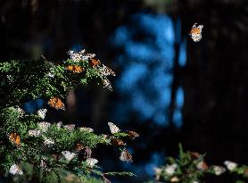 U.S.-CALIFORNIA-WESTERN MONARCH BUTTERFLIES