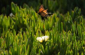 U.S.-CALIFORNIA-WESTERN MONARCH BUTTERFLIES