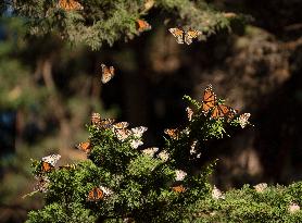 U.S.-CALIFORNIA-WESTERN MONARCH BUTTERFLIES