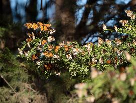 U.S.-CALIFORNIA-WESTERN MONARCH BUTTERFLIES
