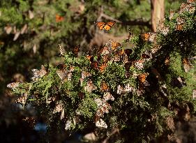 U.S.-CALIFORNIA-WESTERN MONARCH BUTTERFLIES