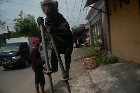 Street Monkey Mask Circus In Indonesia