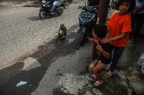 Street Monkey Mask Circus In Indonesia