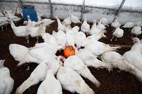 Organic turkey farm