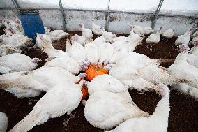 Organic turkey farm