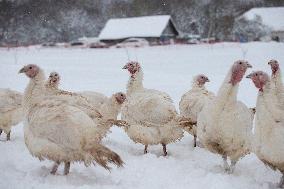 Organic turkey farm