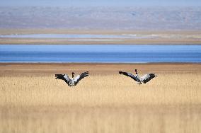 Xinhua Headlines: Nature thrives in Xinjiang's mountain reserve amid enhanced conservation efforts