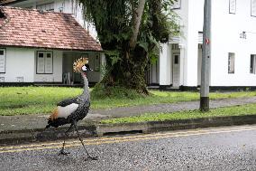 SINGAPORE-GREY CROWNED CRANE