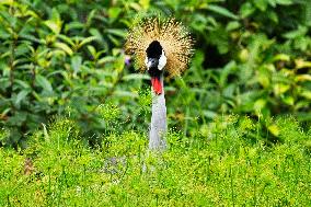 SINGAPORE-GREY CROWNED CRANE