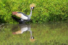 SINGAPORE-GREY CROWNED CRANE