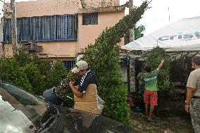 Christmas Tree Market In Cancun