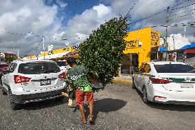 Christmas Tree Market In Cancun